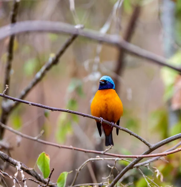 Blue hooded euphonia