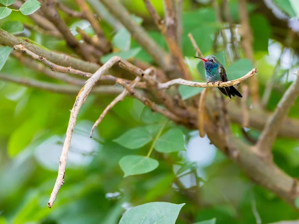 Broad Billed Hummingbird. — Stock Photo, Image