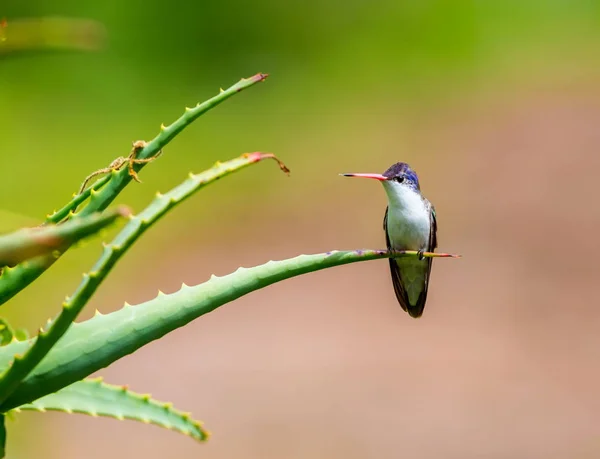 Coroado violeta Hummingbird . — Fotografia de Stock