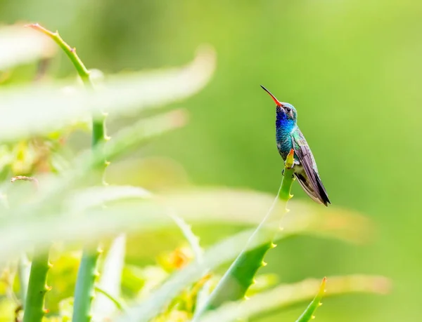 광범위 한 청구 벌 새. — 스톡 사진