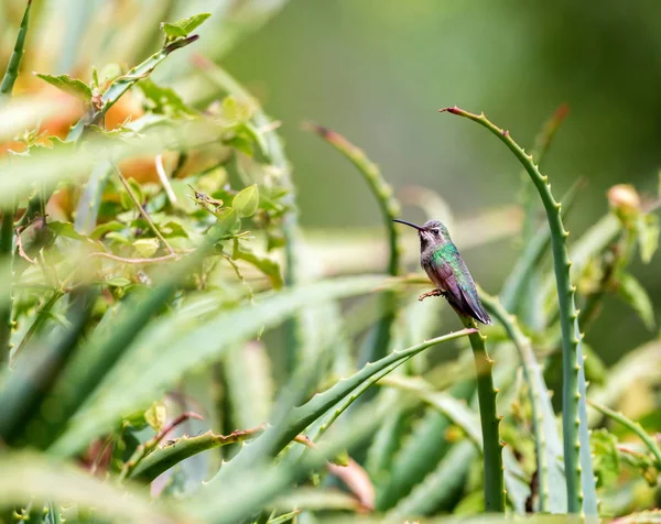광범위 한 청구 벌 새. — 스톡 사진