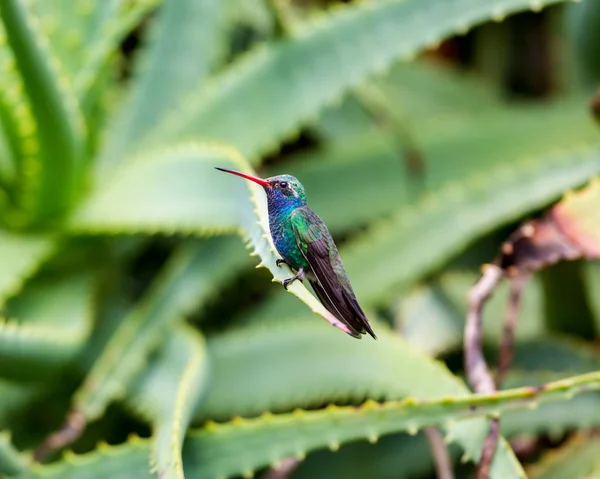 Beija-flor de bico largo . — Fotografia de Stock