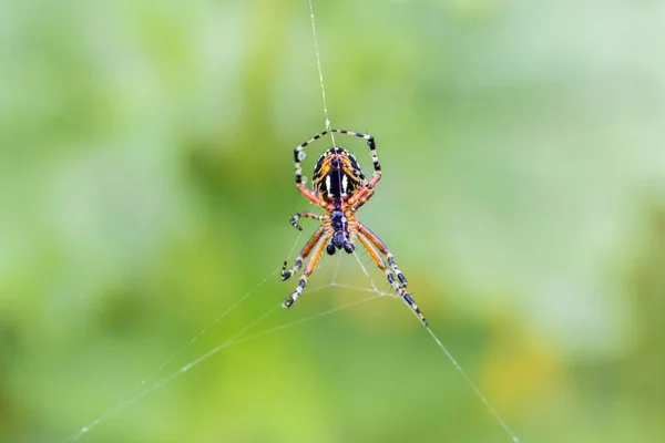 Marbled or golden orb weaer spider.