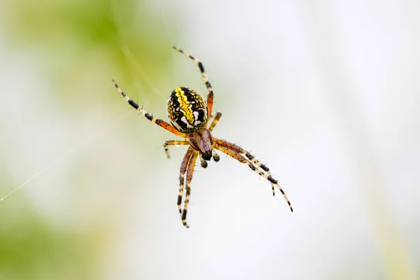 Araignée en orbe marbrée ou dorée . — Photo