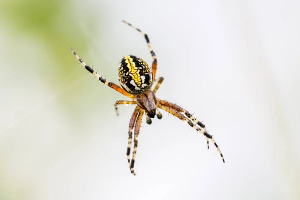 Araignée en orbe marbrée ou dorée . — Photo