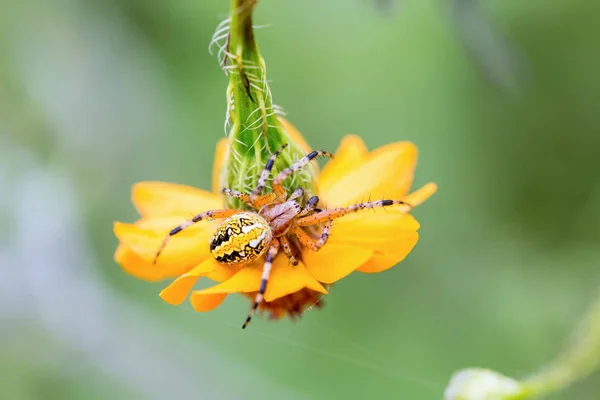 Marbled or golden orb weaer spider.