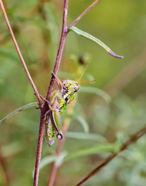멕시코의 메뚜기. — 스톡 사진