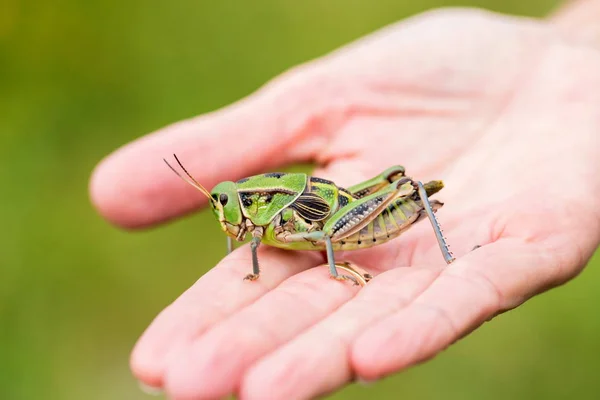Meksika'nın çekirge.