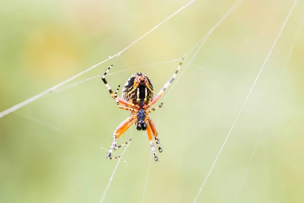 Marbled or golden orb weaer spider.