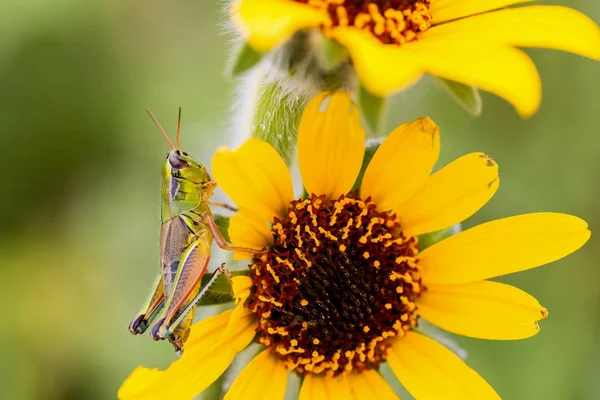 Grasshoppers of Mexico. — Stock Photo, Image