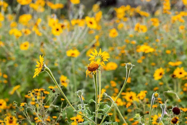 Meksika'da vahşi büyüyen ayçiçekleri.
