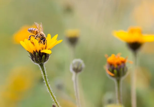 Sunflowers growing wild in Mexico. — Stock Photo, Image