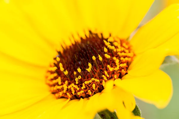 Sunflowers growing wild in Mexico. — Stock Photo, Image