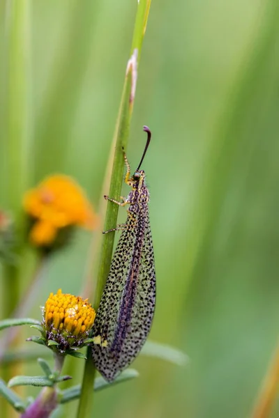 Meksika gri lacewing. — Stok fotoğraf