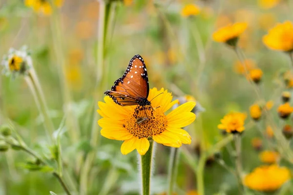 メキシコでは女王蝶が花に餌をやる オレンジと黒蝶 — ストック写真