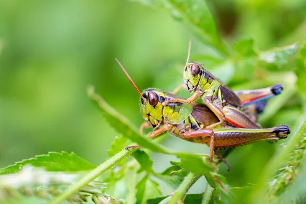 Meksika'nın çekirge.
