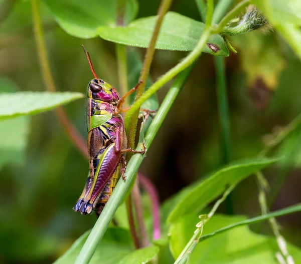 Meksika'nın çekirge.