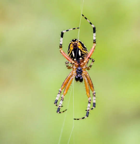 Golde orbe tisserand araignée . — Photo