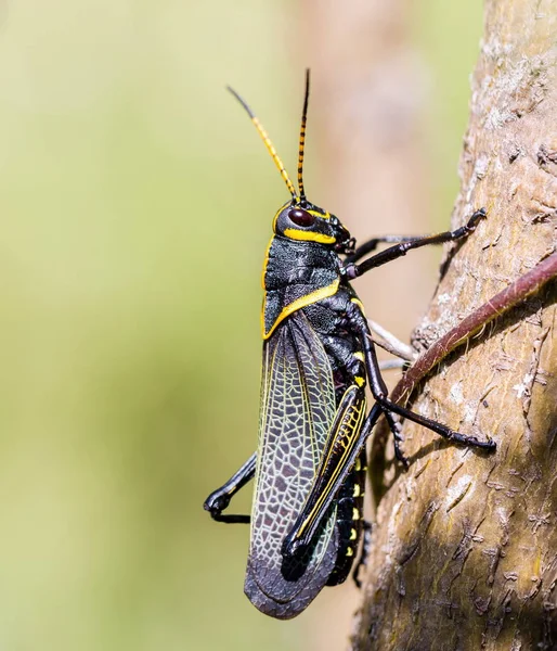 Západní kůň kompasové kobylka — Stock fotografie