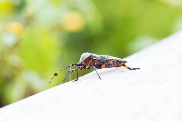 Deadly Kissing Bug Mexico. — Stock Photo, Image