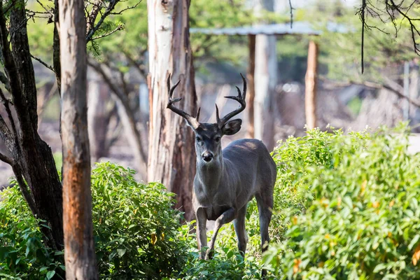 Beyaz kuyruklu geyik.