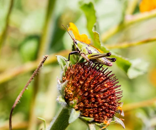 メキシコの牧草地からバッタ. — ストック写真