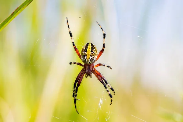 Orbe en soie dorée tisseuse araignée . — Photo
