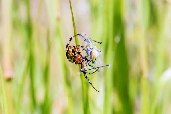 Orbe en soie dorée tisseuse araignée . — Photo