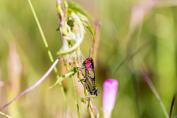 레인 보우 또는 페인트 메뚜기. — 스톡 사진