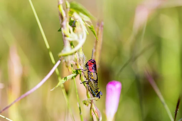 Regnbåge eller målade gräshoppa. — Stockfoto