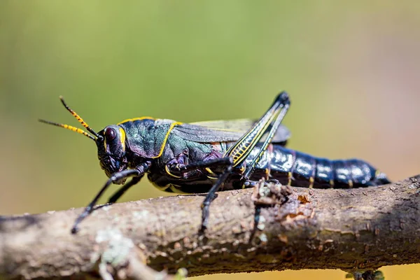 Batı at lubber çekirge