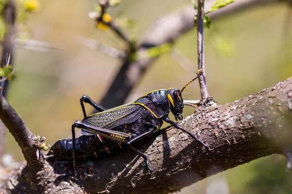 Batı at lubber çekirge