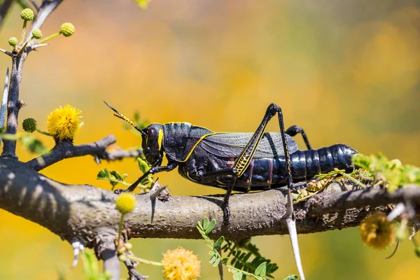 Batı at lubber çekirge