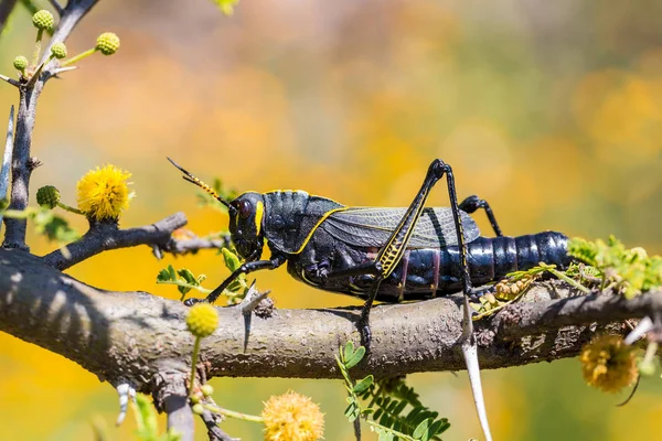 Batı at lubber çekirge