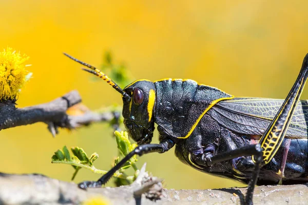 Westliche Pferdeheuschrecke — Stockfoto