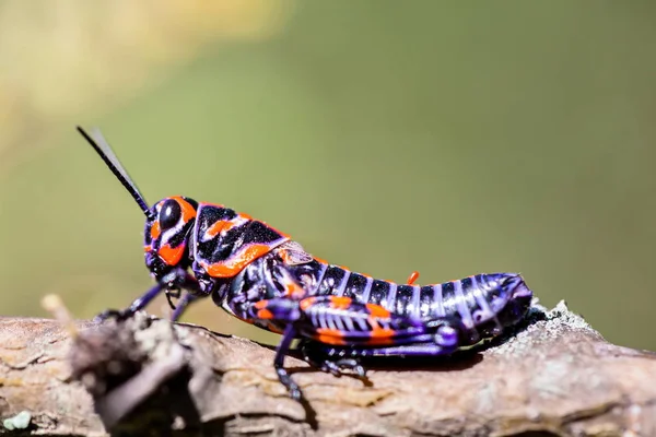 Palo bicolore o barbiere Cavalletta . — Foto Stock