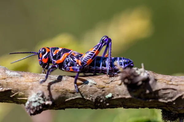 Bicolor veya Kuaför kutup çekirge.
