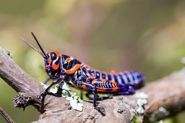 Bicolor veya Kuaför kutup çekirge.