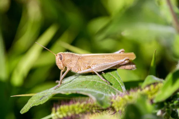Çekirge meadows Meksika dan.