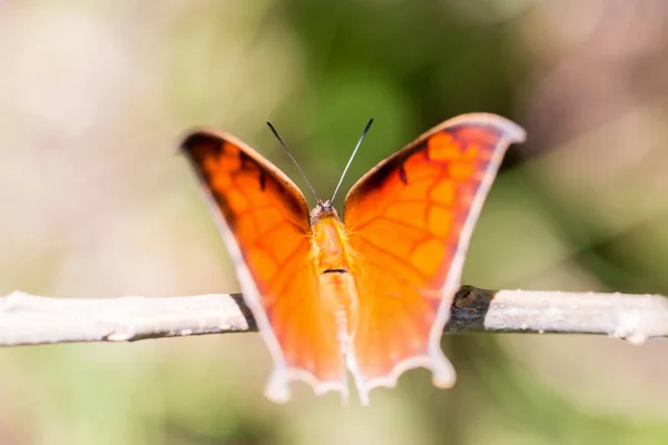 Buterflies i Mexiko. — Stockfoto