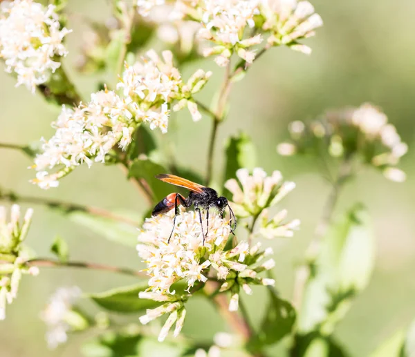 Altın kazıcı wasp.
