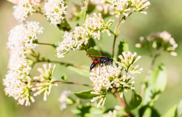 Altın kazıcı wasp.