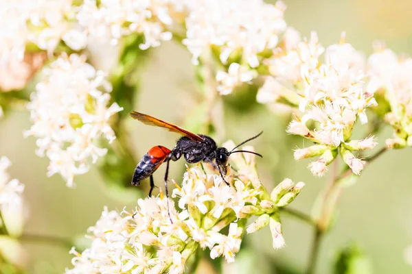 Altın kazıcı wasp.