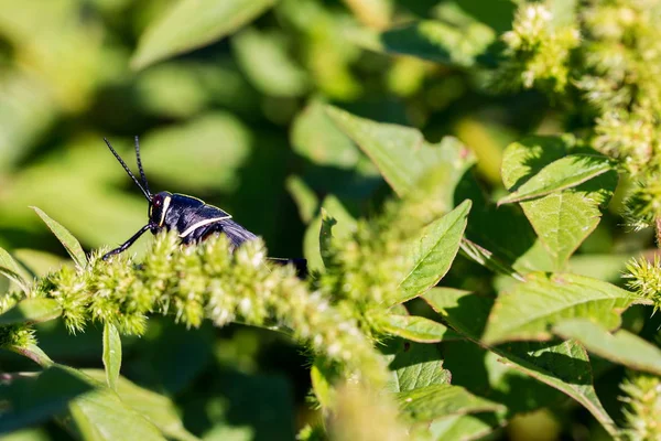 Batı at lubber çekirge
