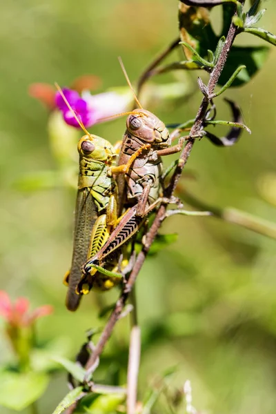 Çekirge meadows Meksika dan.
