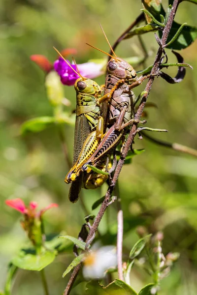 Grasshoppers de prados em México . — Fotografia de Stock