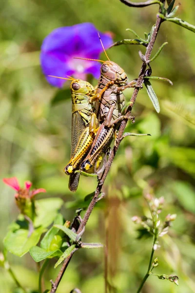 Çekirge meadows Meksika dan. — Stok fotoğraf