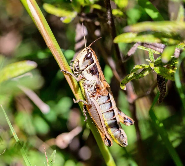 Çekirge meadows Meksika dan.