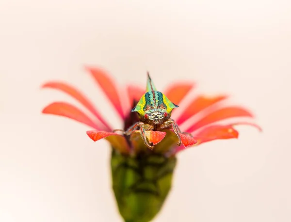 Inseto de espinho na flor selvagem vermelha . — Fotografia de Stock