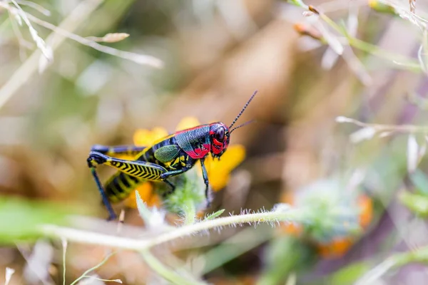 Arco iris o Grasshopper pintado . — Foto de Stock